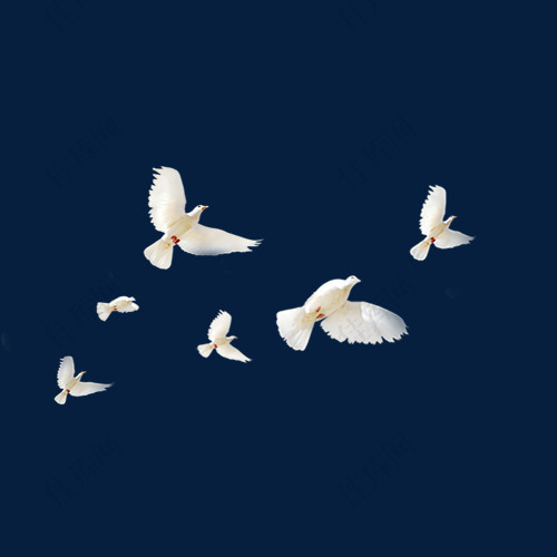 和平的白鸽