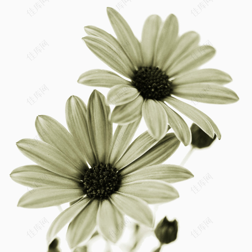 黑白透明花卉太阳花