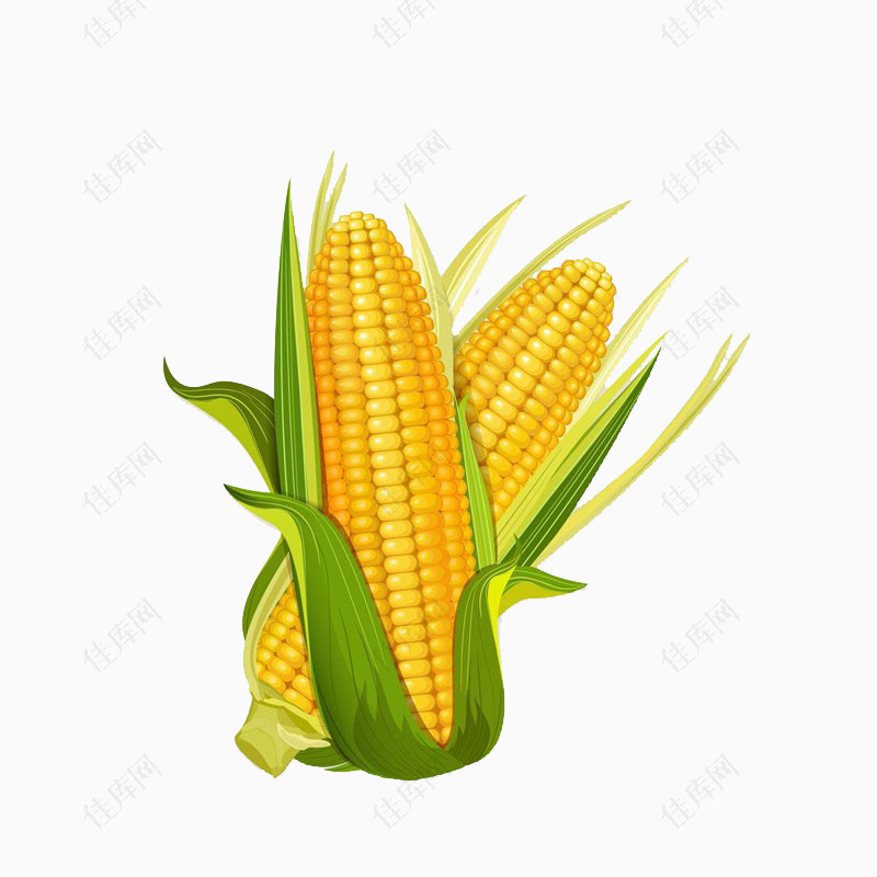 玉米手绘