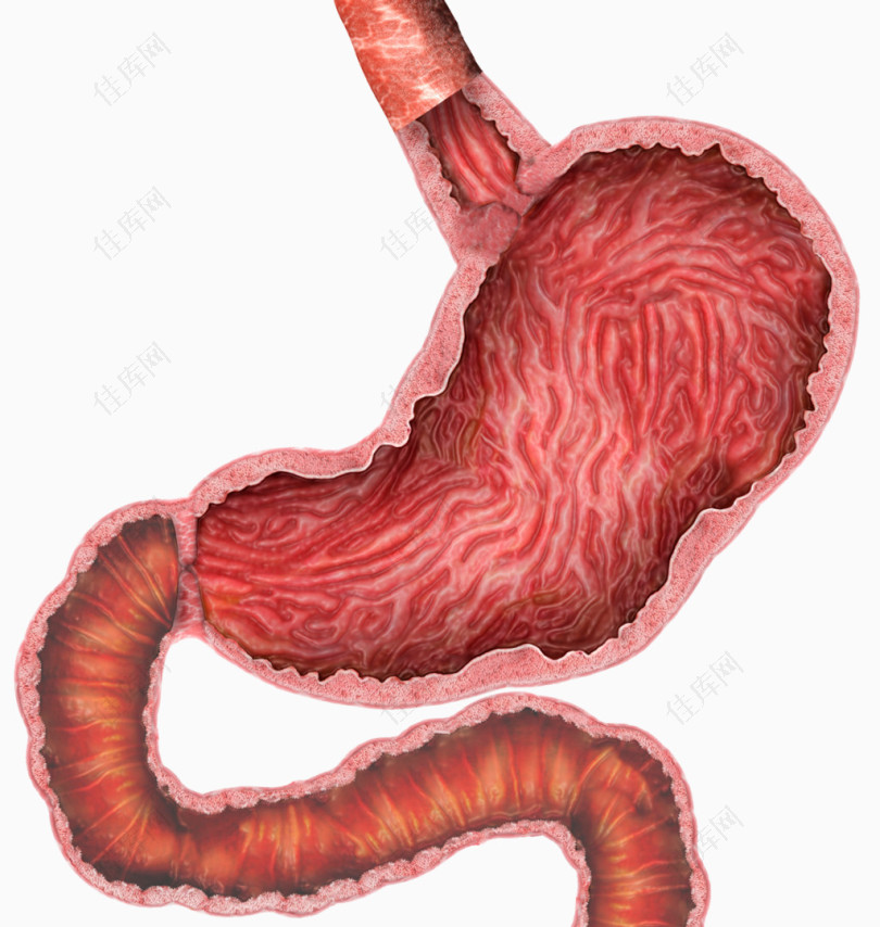 人体胃部肠道