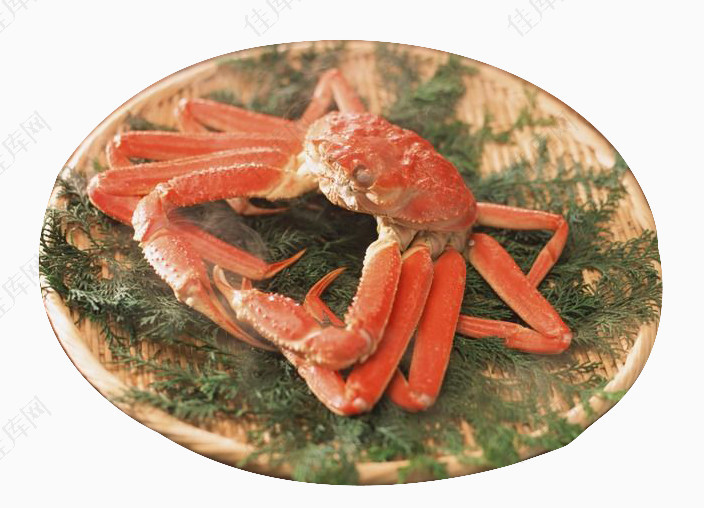 新鲜热辣的日本长腿螃蟹