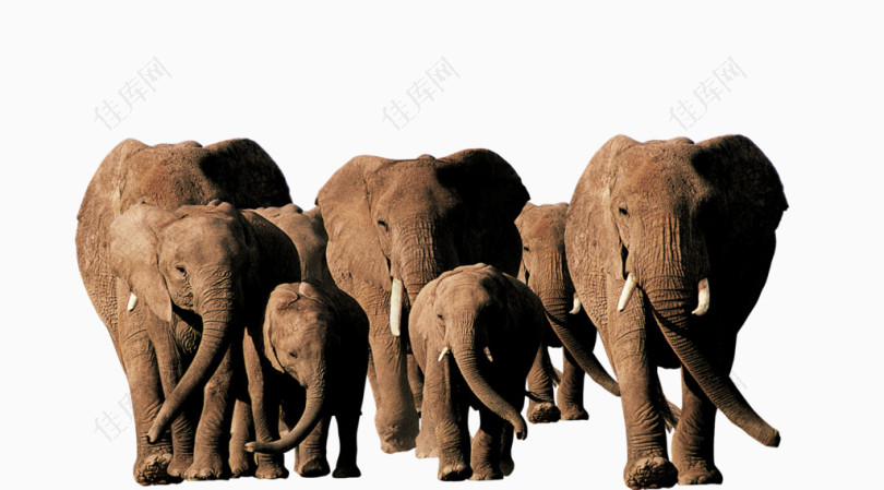 非洲动物素材图片