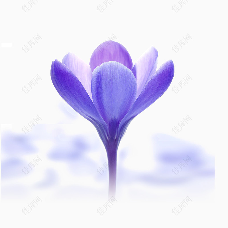 紫色木棉花素材