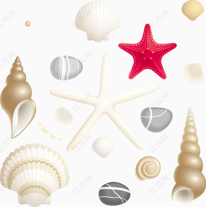 夏日海底贝壳
