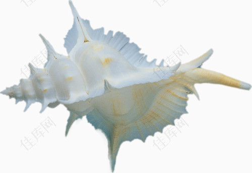 白色螺壳