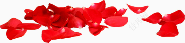 漂浮红色玫瑰花