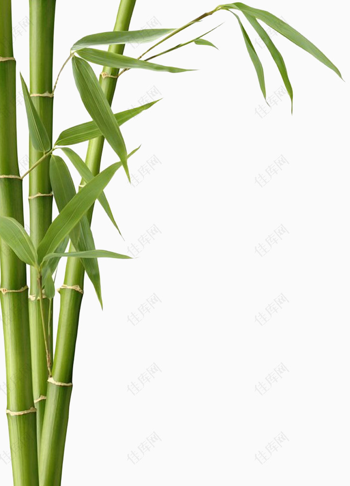 绿色竹子竹叶装饰