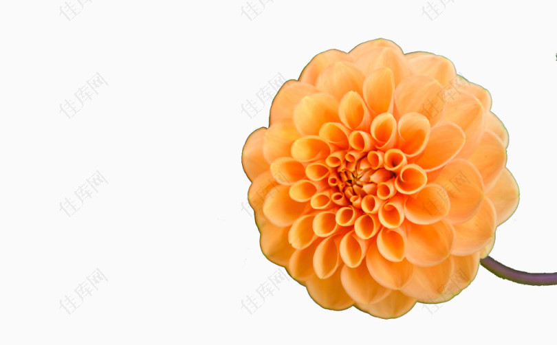 美丽独特的橙色花朵