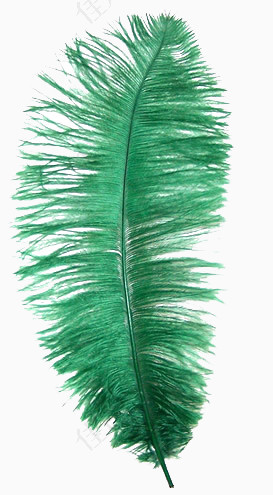 卡通羽毛素材绿色精美羽毛