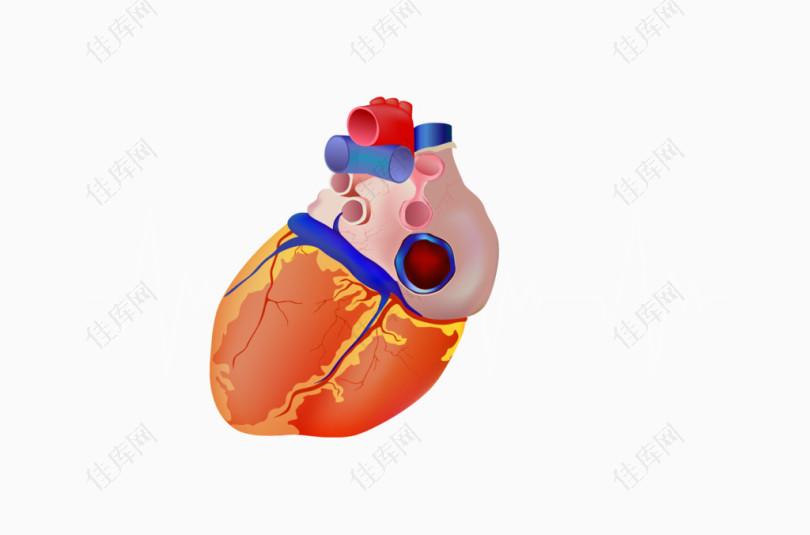 矢量卡通逼真人体器官心脏素材