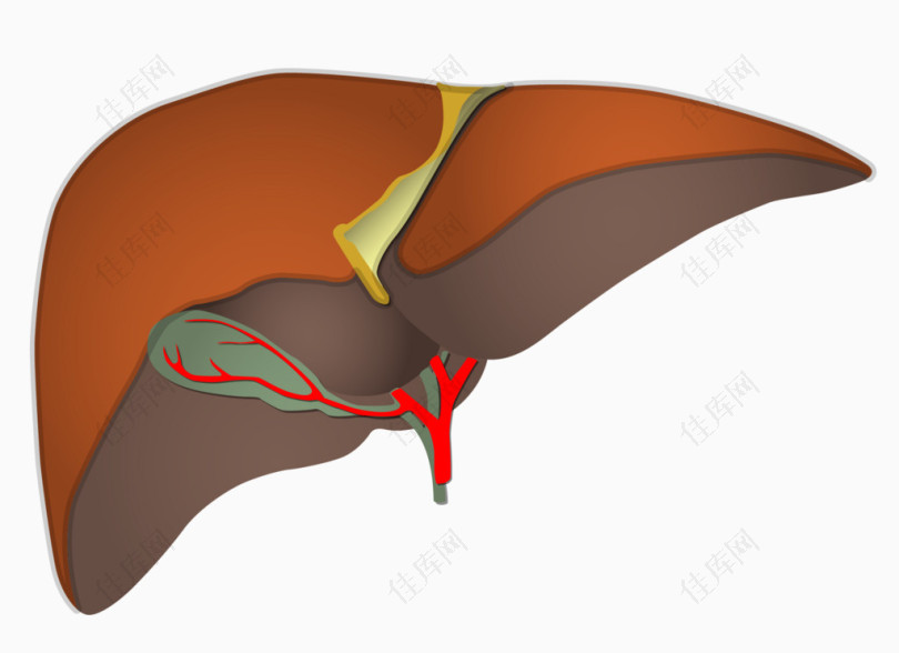 器官肝脏