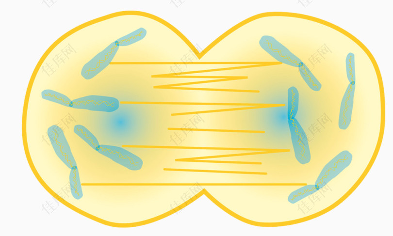 生物细胞有丝分裂