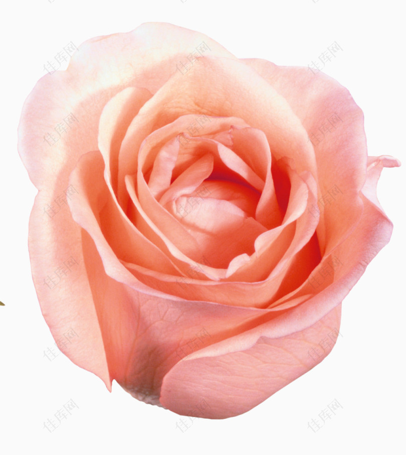 鲜花元素手绘鲜花素材粉玫瑰