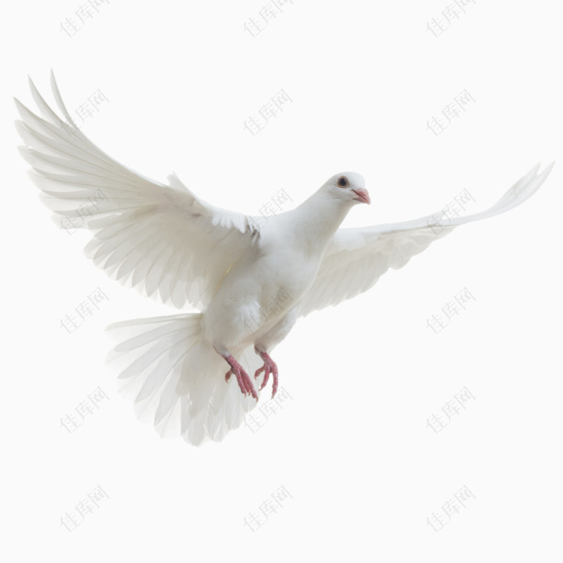 白色飞跃的和平鸽