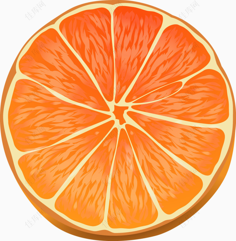 矢量手绘切开的橙子