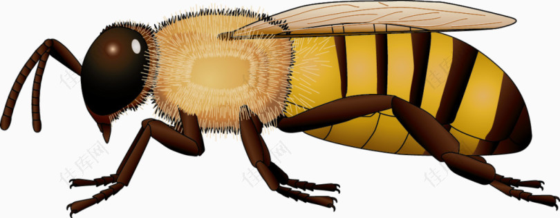 爬行的黄色蜜蜂矢量素材