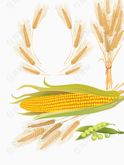 麦子玉米
