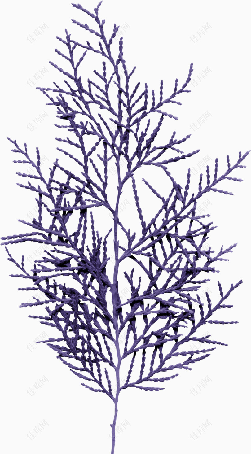 紫色枯树枝