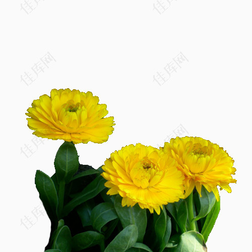 黄色金盏菊花