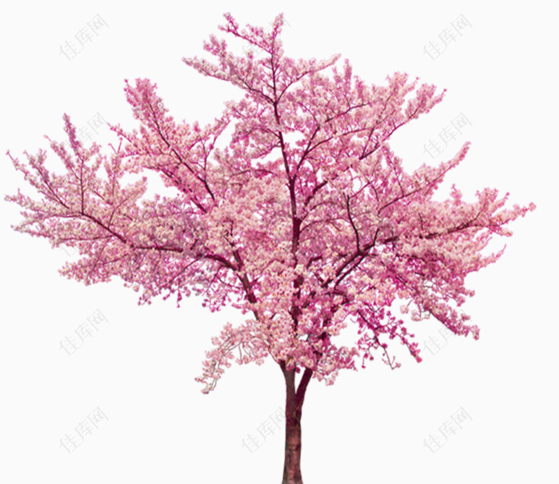 唯美樱花树