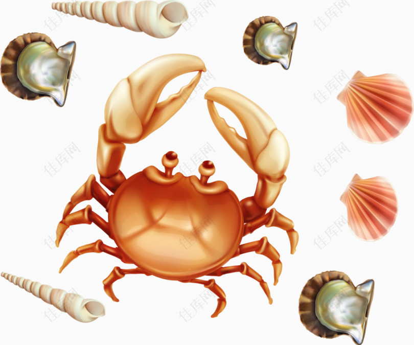 矢量海鲜卡通螃蟹海螺扇贝