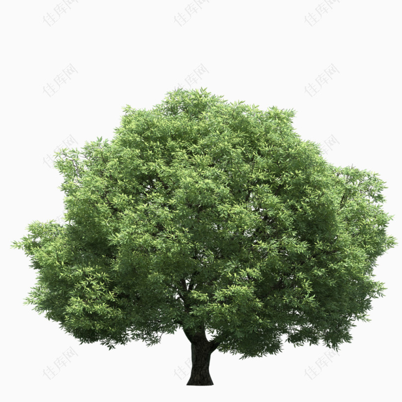立面树