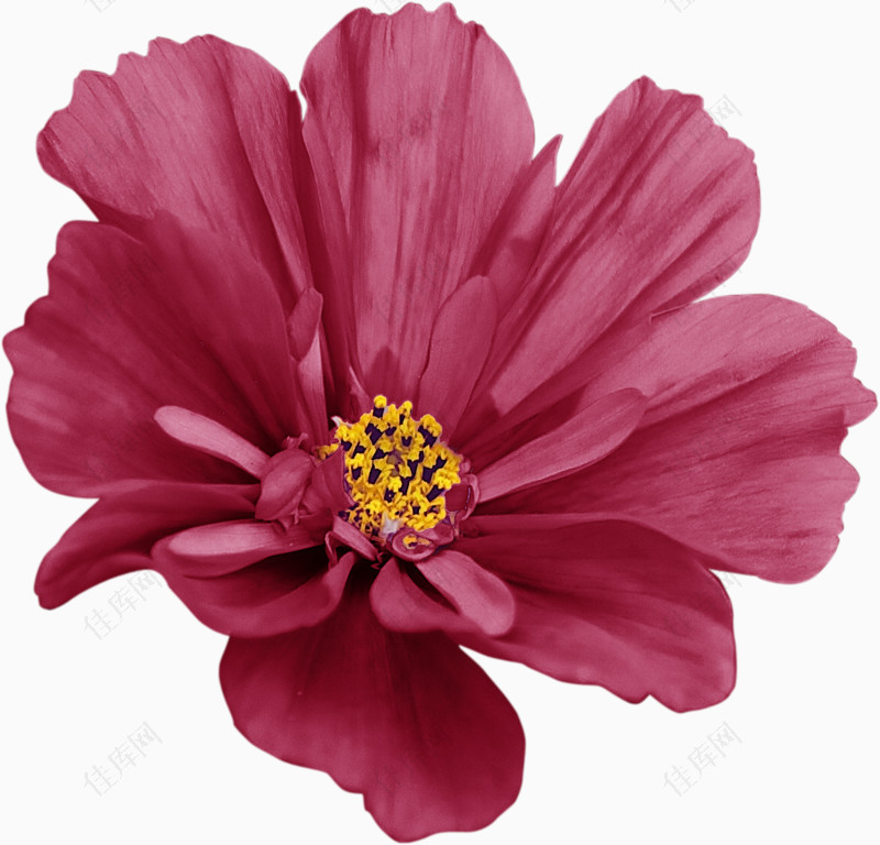 紫色雏菊花朵装饰素材