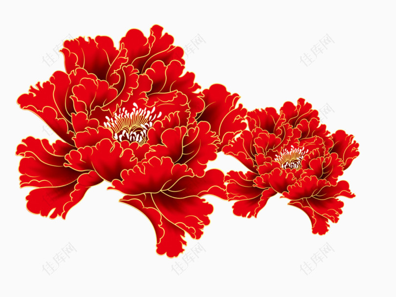 红色牡丹花卉