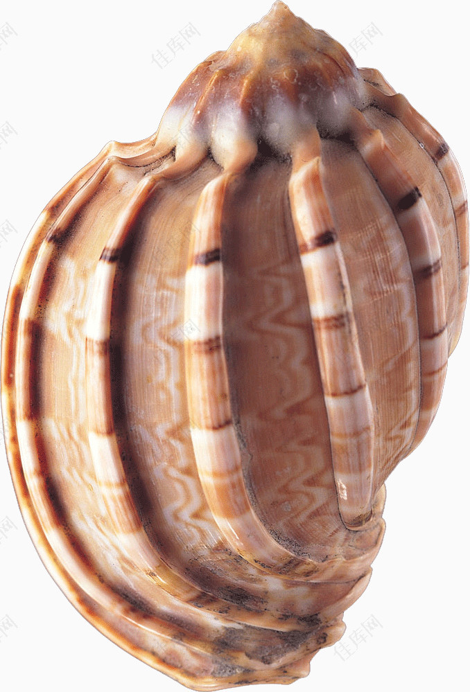 海螺素材