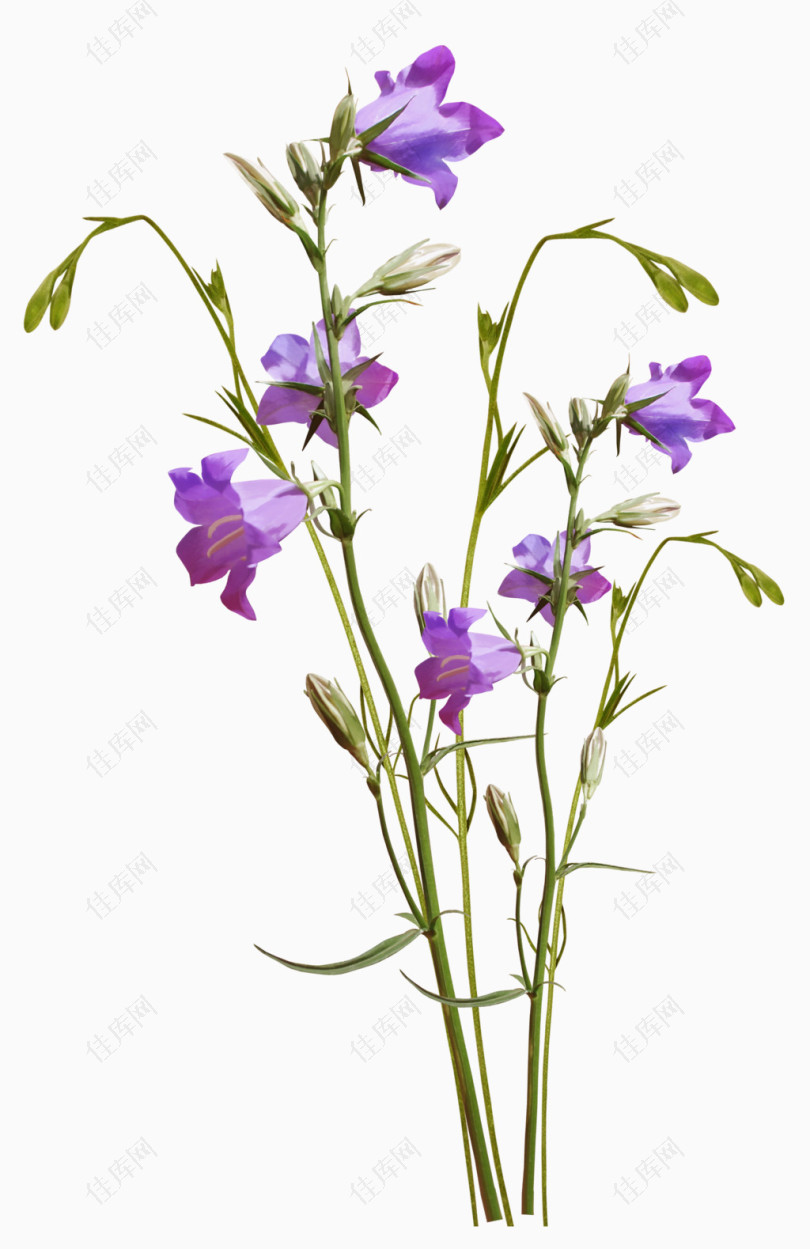 一束紫色喇叭花植物