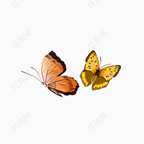 两只飞舞蝴蝶