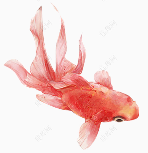 卡通水彩红色金鱼