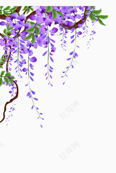 紫藤花藤蔓图片素材