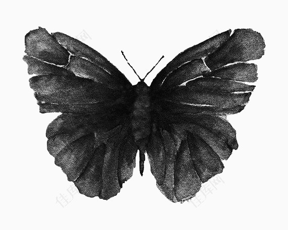 黑白蝴蝶