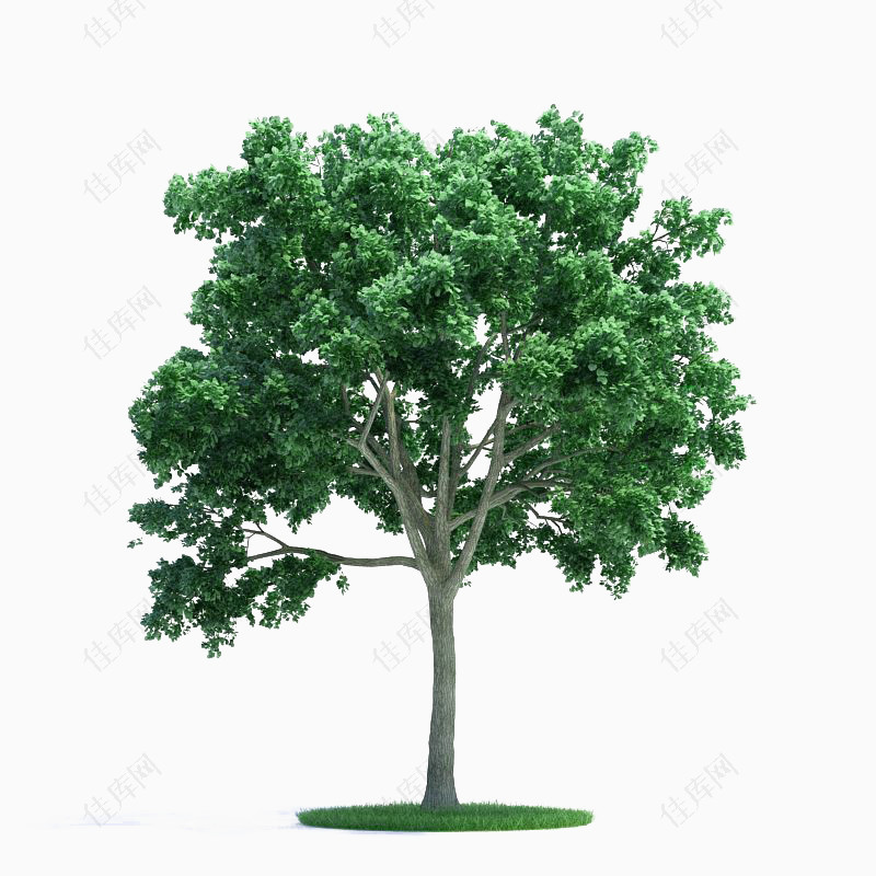绿色桉树图片素材