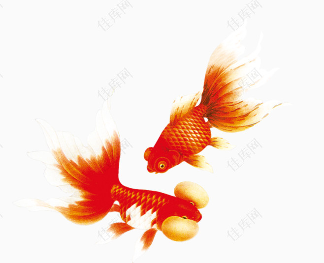 装饰元素红色金鱼
