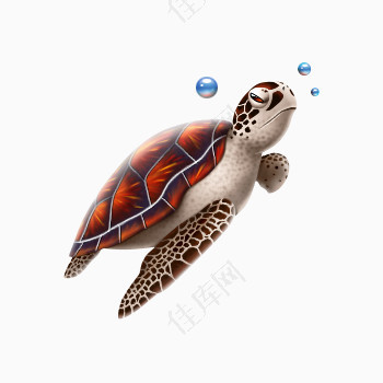 海洋生物海龟素材