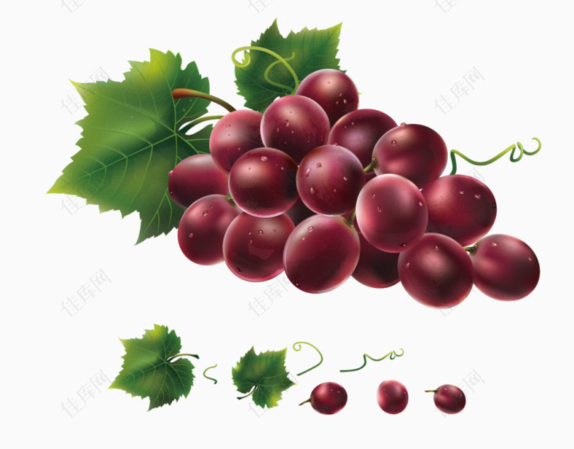 矢量水果葡萄