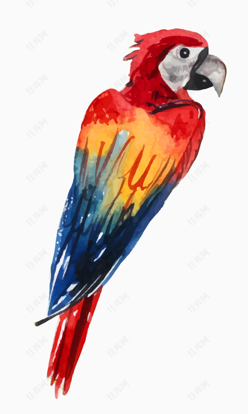 水彩手绘鸟类鹦鹉矢量素材