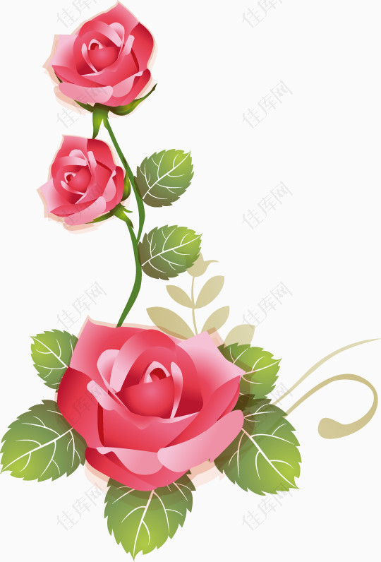 粉红色晶莹的粉红玫瑰