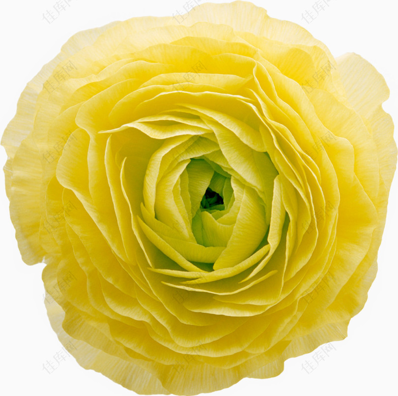 嫩绿心黄玫瑰