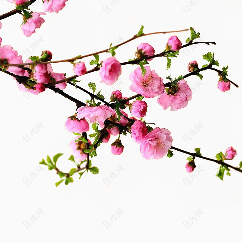 粉色写实桃花