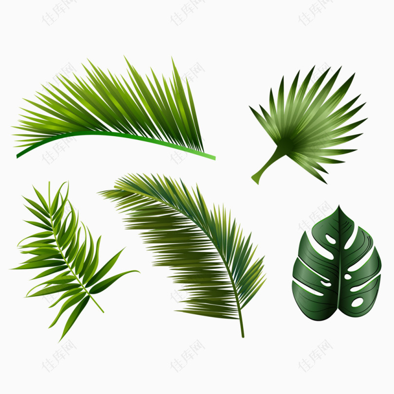 椰树棕榈树叶