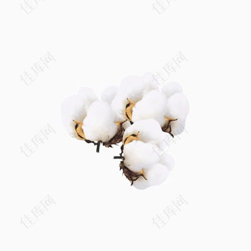 白色棉花植物氛围素材png