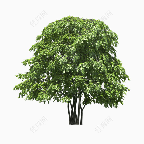 绿色树深绿色树叶茂密的树木春天笔直的树木
