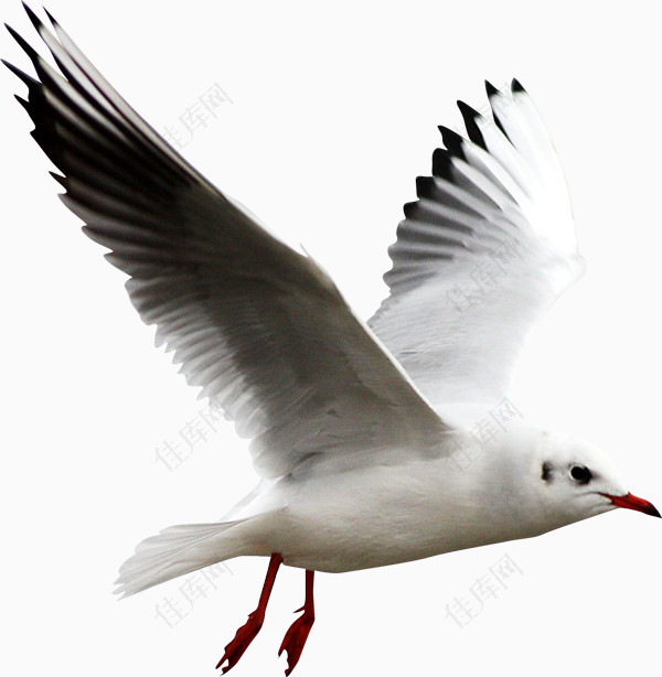 白色海鸥