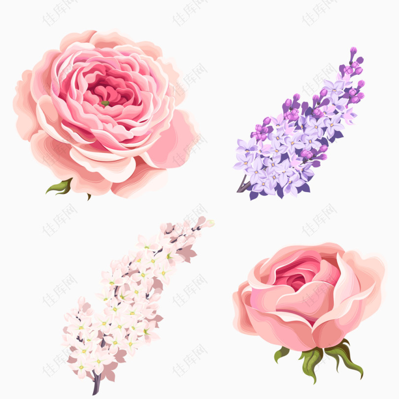 玫瑰粉玫瑰紫花