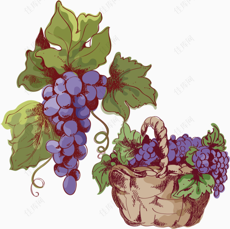 精致紫色葡萄