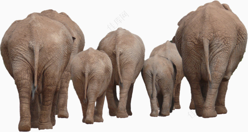 和睦的非洲象家族