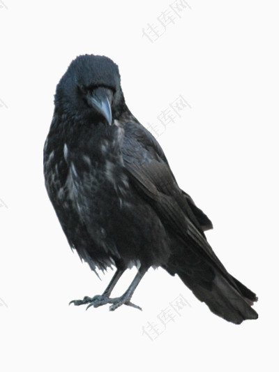 黑色羽毛的乌鸦